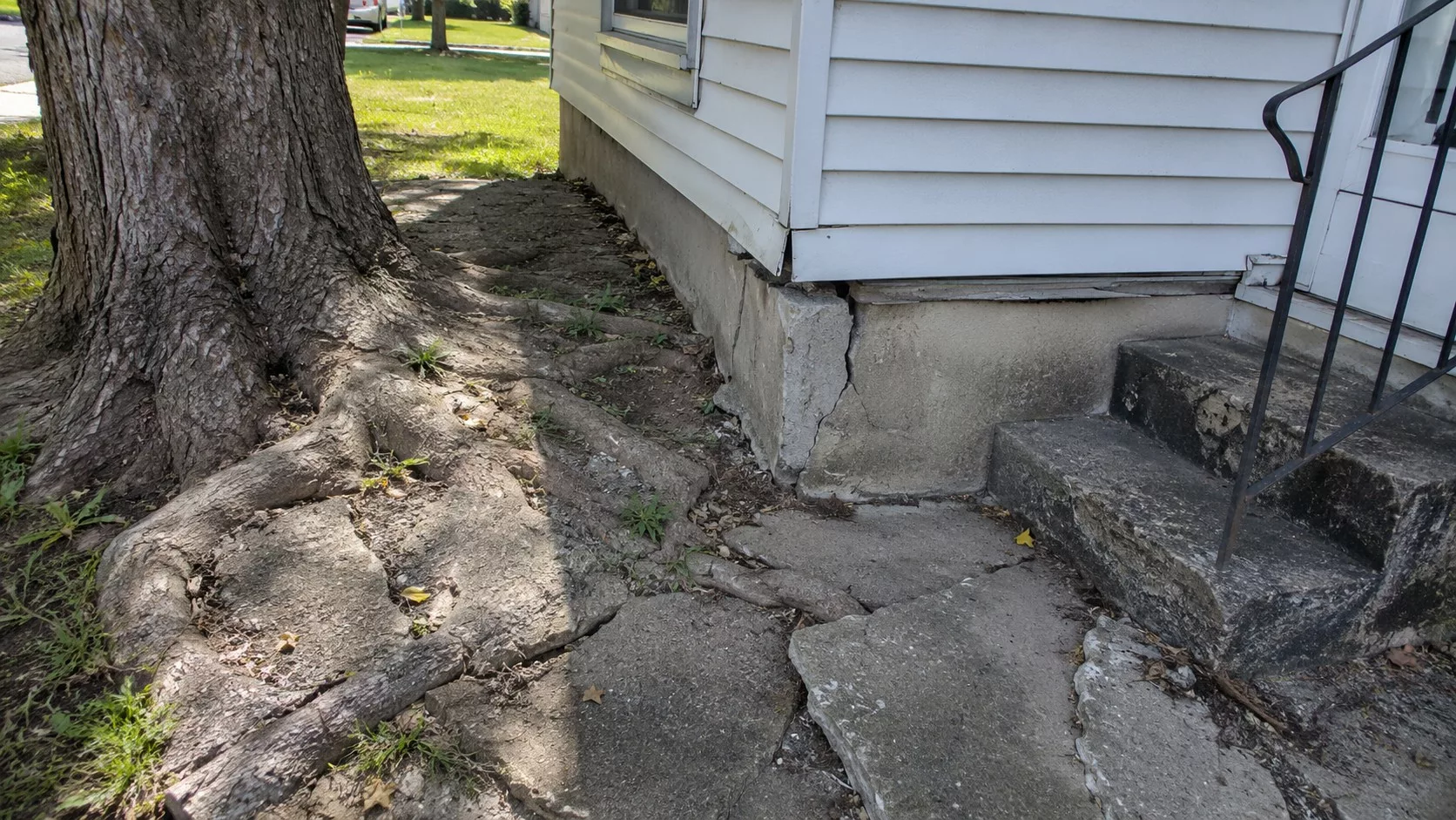 Racines d’un grand arbre soulevant une dalle béton et provoquant des fissures sur la fondation d’une maison près de l’entrée extérieure.