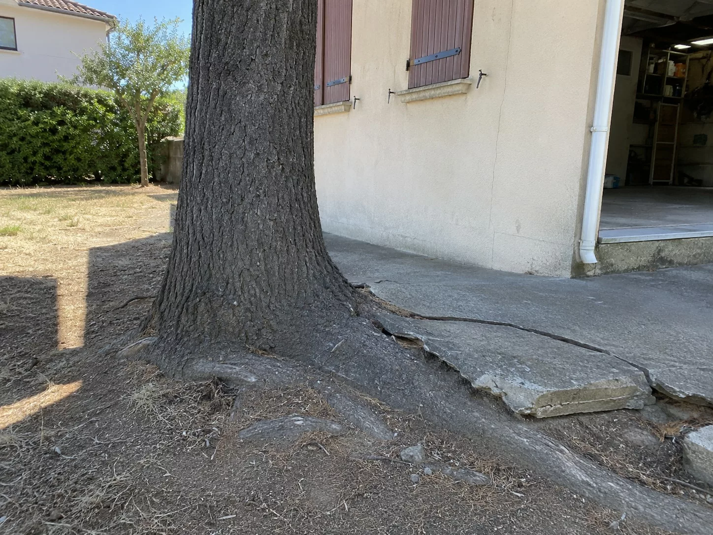 Grand arbre aux racines apparentes soulevant une dalle béton fissurée près d'une maison, jardin sec et fissure de mur extérieur, photographie d'inspection bâtiment. Score Expertises, expert bâtiment Paris et Île-de-France.