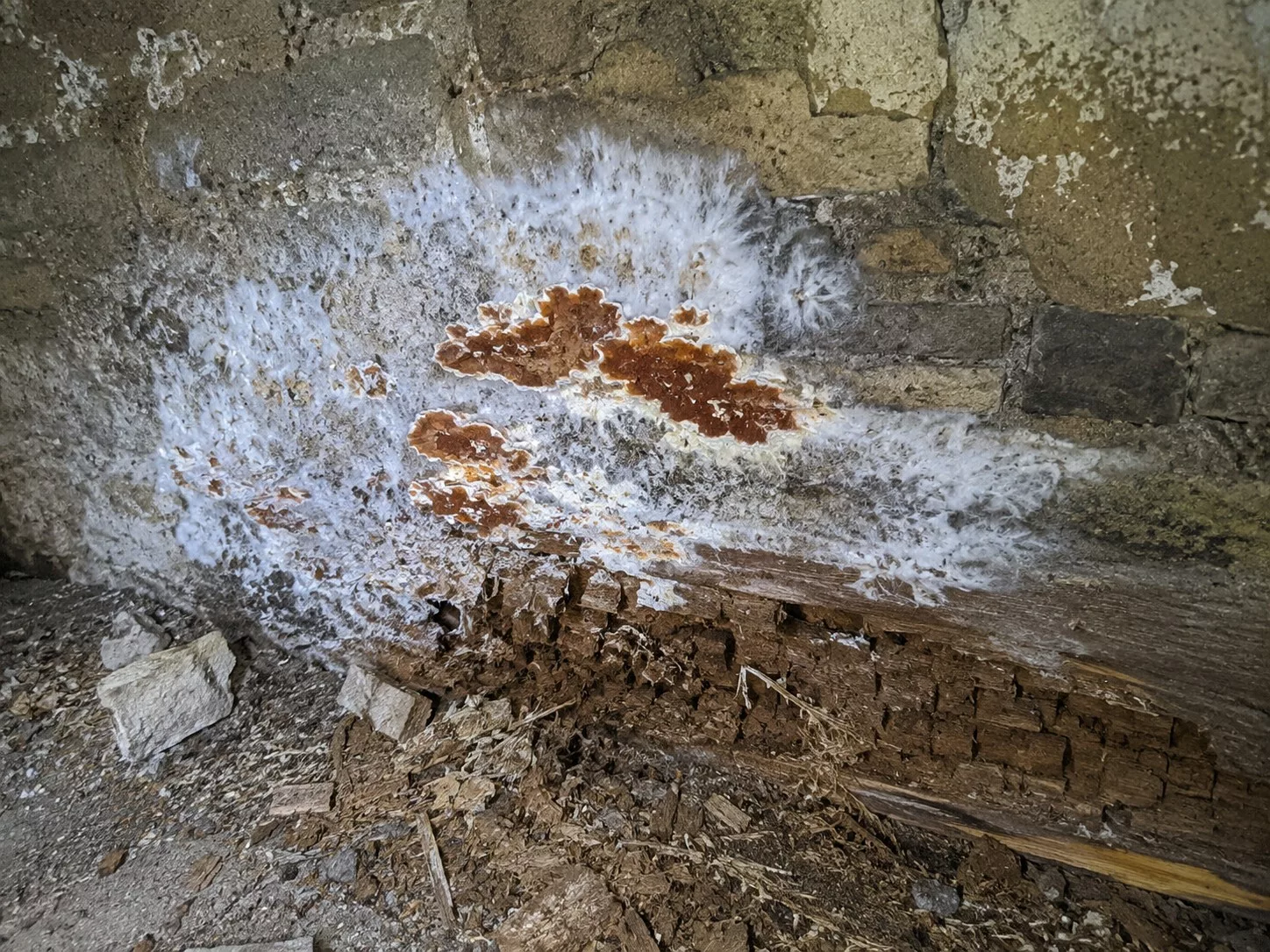 Champignon lignivore de type mérule sur une poutre en bois pourrie dans une cave de maison ancienne à la maçonnerie humide, à ne pas confondre avec le salpêtre
